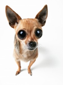 chiwawa